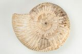 Jurassic Ammonite (Perisphinctes) Fossil - Madagascar #203899-1